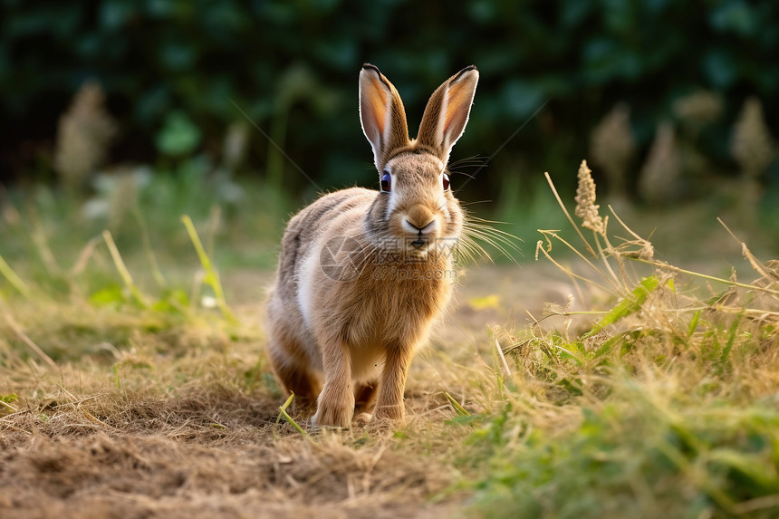 阳光下一只兔子图片