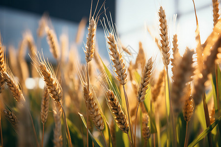 阳光下等待采摘的大麦背景图片