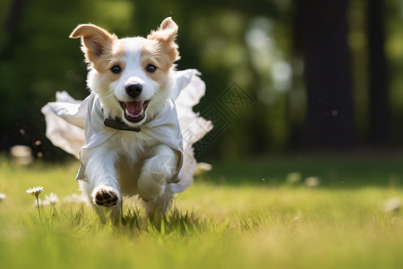 夏季户外玩耍的宠物狗狗背景图片