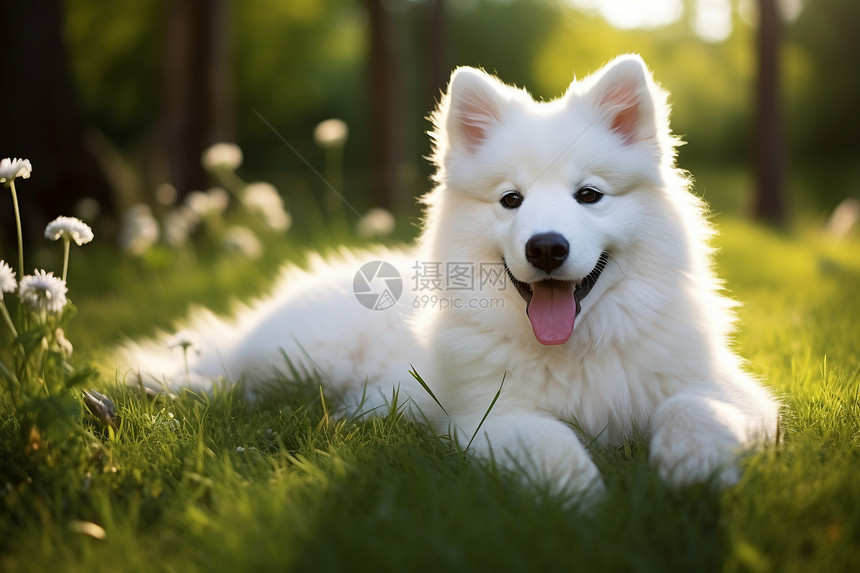户外草地上玩耍的萨摩耶犬图片