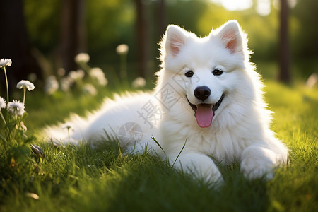 呆萌萨摩耶户外草地上玩耍的萨摩耶犬背景
