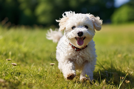 自由奔跑的小狗高清图片