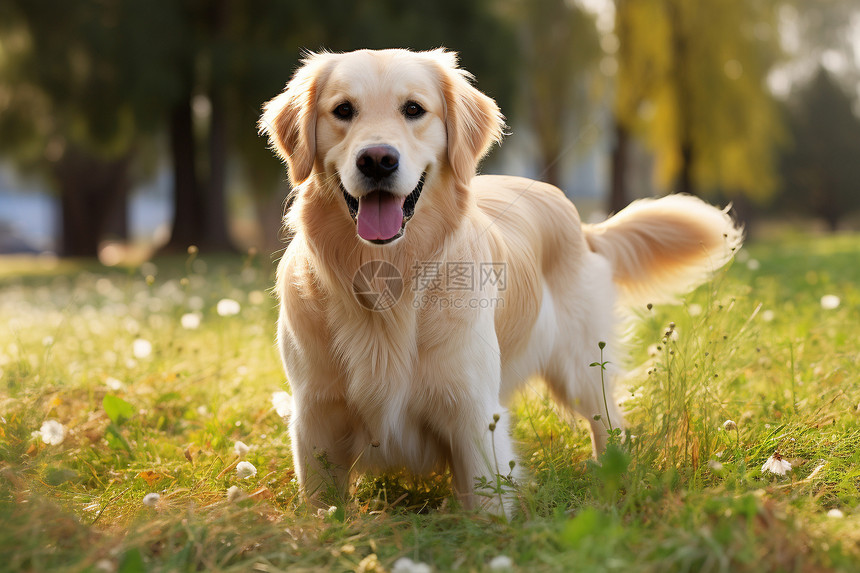 草地上欢乐玩耍的金毛犬图片