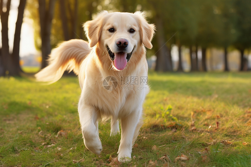 欢乐奔跑的金毛犬图片