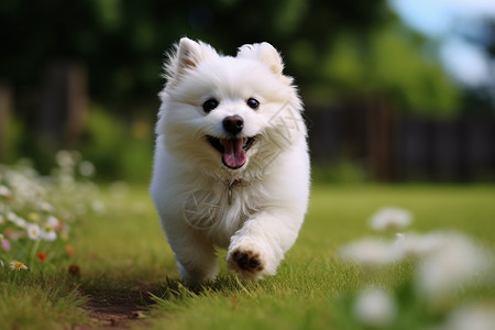 欢乐玩耍的宠物狗狗背景图片