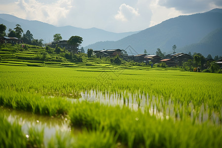 田园房房屋前的农业水稻背景