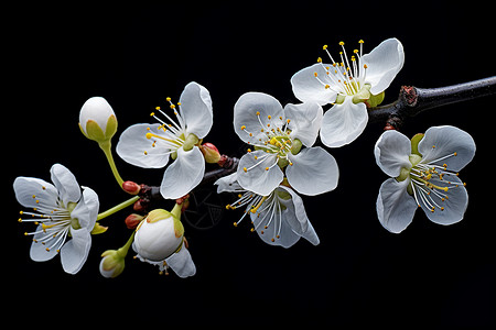 美丽绽放的梅花花朵背景图片