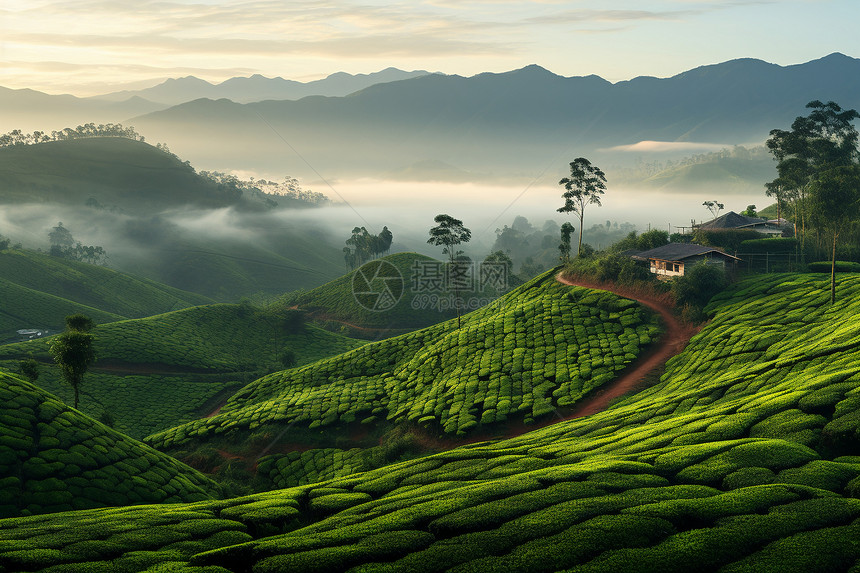 山坡上的茶园图片