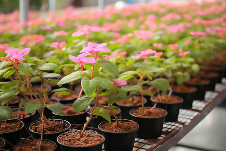 温室里一群盆栽植物背景图片