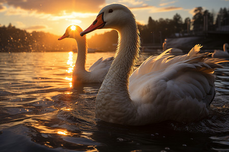 日落下的动物大鹅背景图片