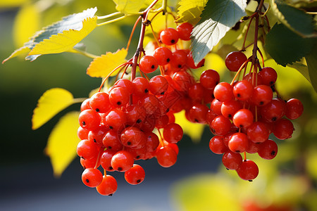树枝上丰收的红浆果背景图片