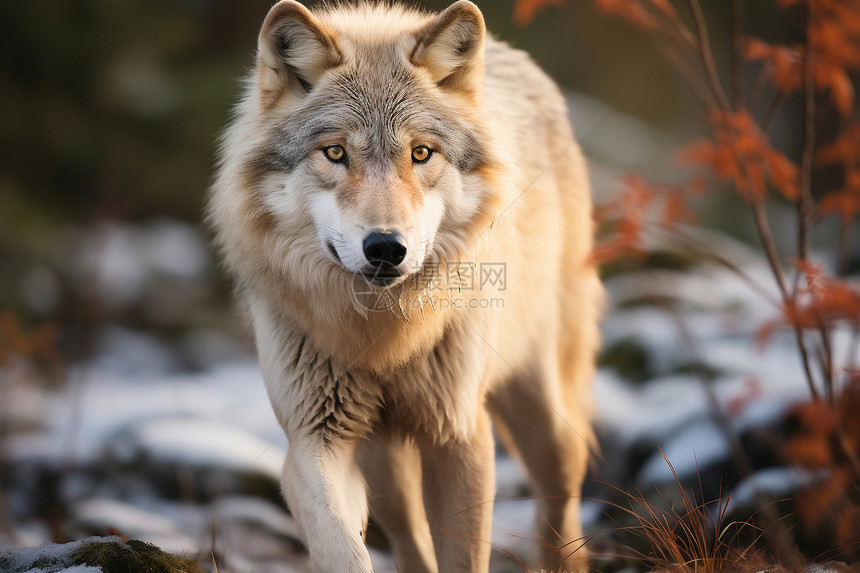 冬季户外凶猛的狼图片