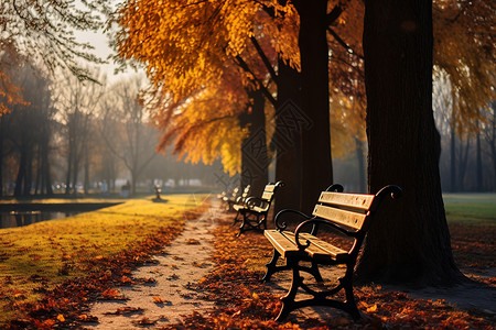 秋季公园的树叶背景图片