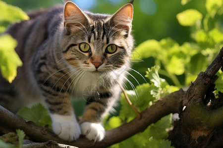 户外树上可爱的小猫咪背景图片