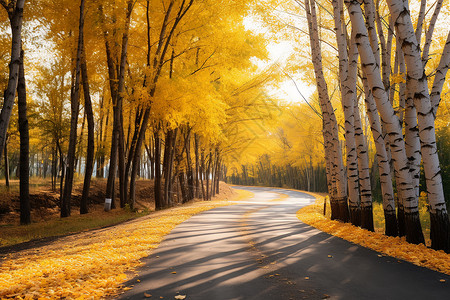 户外公路上金黄的树叶背景图片