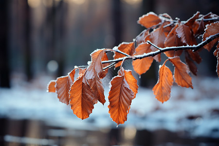 冬日的树叶背景图片