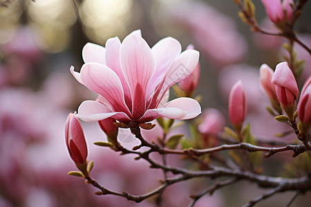 粉色花朵绽放高清图片