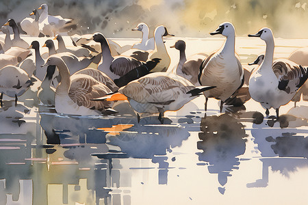 大纵湖湖面上的鸭子插画