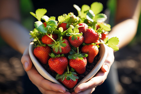 应季采摘的草莓水果背景图片
