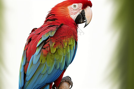 多彩的鹦鹉红绿金刚鹦鹉高清图片