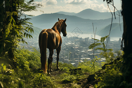 马场丛林中养殖的马匹背景