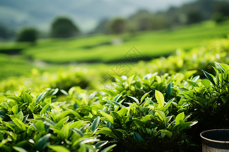 乡村农业种植的茶田背景图片