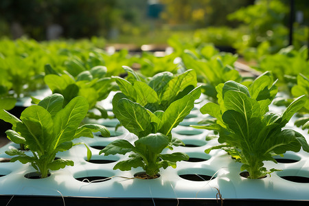 田野中种植的蔬菜幼苗背景图片