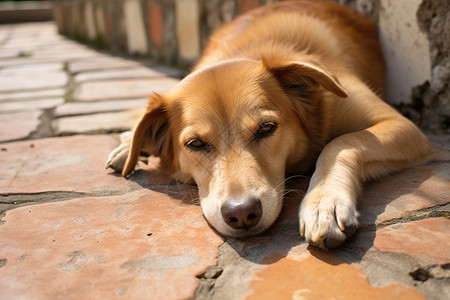 田园犬乖巧乖巧懂事的宠物狗狗背景