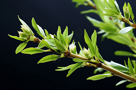 柳树绿芽背景图片