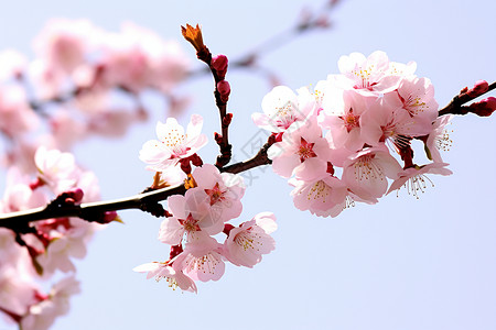 夏日盛开的粉色花朵背景图片