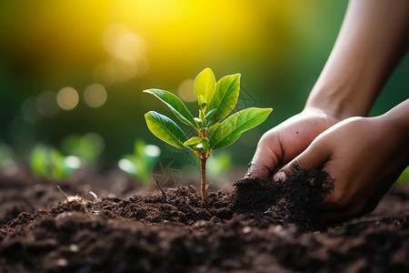 植树场景叶子手幼苗高清图片