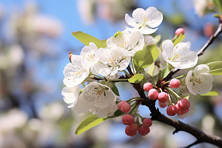 白梨花花瓣白色梨花背景