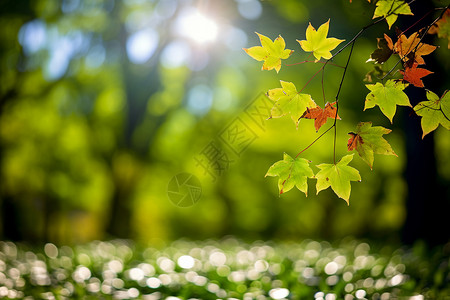 树叶朦胧背景背景图片