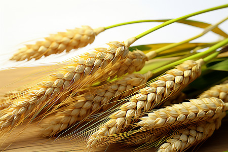 麦穗水稻小麦丰收的一束麦穗背景