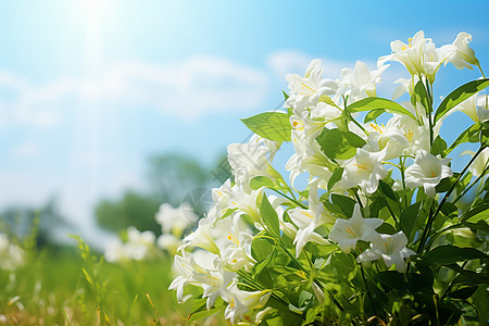 白花丛中的绿色乐园背景图片