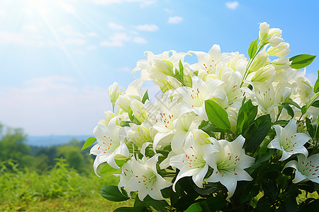 百合花花束清新的百合花背景