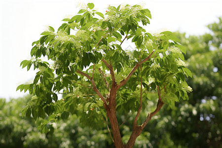 绿叶孤树背景图片