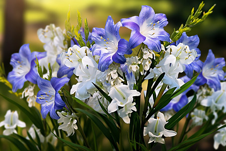 蓝白色流动盛放着蓝白色花朵背景