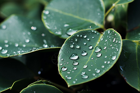 清新绿叶上的水滴背景图片