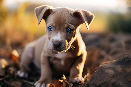 可爱的小狗动物特雷西高清图片