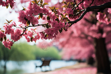 河畔的樱花背景图片