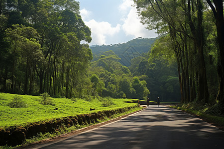 森林公园中的小路背景图片