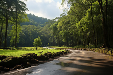 森林公园中的道路背景图片