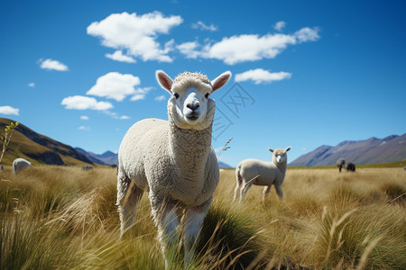 户外放牧的羊驼背景图片
