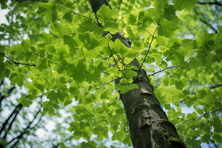 森林中的绿树背景图片