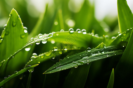 新鲜绿叶上水滴背景图片