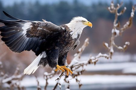 冰雪中展翅的白头鹰高清图片