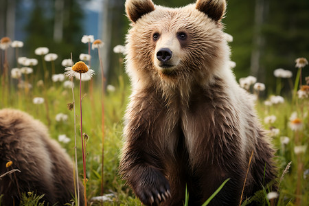 野花从里的棕熊高清图片