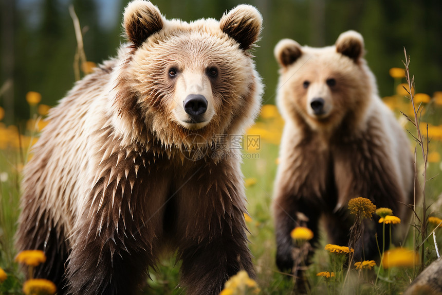 草地上玩耍的棕熊图片