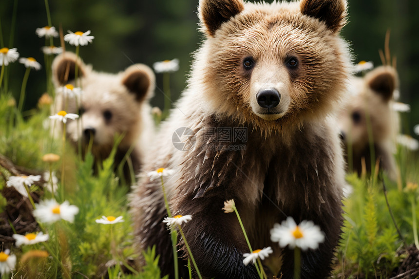 野花里的棕熊图片